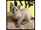 Nami - 2108224 / 2021 Domestic Longhair Kitten Female