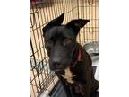 Adopt Donna a Black American Pit Bull Terrier / Mixed dog in Gadsden