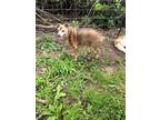 Adopt Elliott a Tan/Yellow/Fawn Miniature Pinscher / Mixed dog in Otisville
