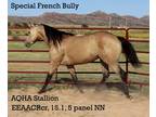 Son of Bully Bullion dam by Frenchmans Guy 100 Color Sire EEAACrcr