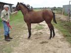 Creative Cause Filly Out of Divine Park Mare if to BURROW