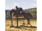 Warmblood for Lease
