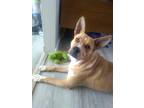 Adopt Kali (Fostered in Bellevue) a Tan/Yellow/Fawn - with White Pit Bull