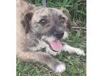 Adopt Frida - wired hair therapy pup a Brindle Schnauzer (Miniature) / Border