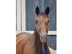 Adopt Lemondropsmypop a Bay Thoroughbred horse in Nicholasville, KY (32618715)