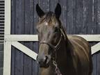 Adopt Kissin' Cassie a Bay Thoroughbred horse in Nicholasville, KY (32618910)