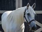 Adopt Lilly a Gray Percheron / Thoroughbred horse in Nicholasville