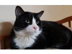 Adopt Max a Black & White or Tuxedo Domestic Shorthair (short coat) cat in La