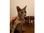 Adopt Fay a Gray, Blue or Silver Tabby Domestic Shorthair (short coat) cat in La
