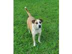 Adopt Kuechly (formerly Clyde) a Hound, Staffordshire Bull Terrier
