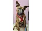 Adopt Scooby a Mixed Breed, American Staffordshire Terrier
