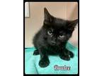 Brulee - 2108238 / 2021 Domestic Shorthair Kitten Female