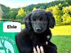 Elvie Australian Shepherd Puppy Female
