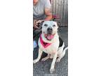 Adopt Kramer a Pit Bull Terrier / Pointer dog in Huntington, NY (32631197)