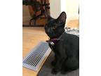 Adopt Proton a All Black Domestic Shorthair (short coat) cat in Malibu