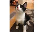 Adopt Neutron a Black & White or Tuxedo Domestic Shorthair (short coat) cat in