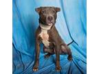 Sid American Pit Bull Terrier Young Male