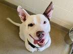 Ghost American Staffordshire Terrier Adult Male