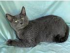 Sappho Russian Blue Young Female