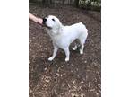 Lady Great Pyrenees Adult Female