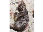 ASPEN Domestic Shorthair Kitten Female