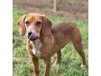 Cassidy Beagle Young Female