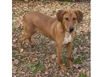 Adopt Alvin a Yellow Labrador Retriever, Redbone Coonhound