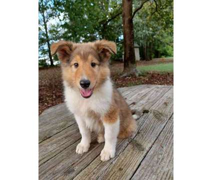 AKC Collie Puppies is a Male Collie Puppy For Sale in Charlotte NC