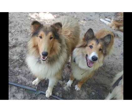 AKC Collie Puppies is a Male Collie Puppy For Sale in Charlotte NC