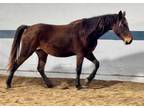 Adopt Zulip (in foal) a Buckskin Tennessee Walking Horse / Grade / Mixed horse
