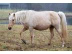 Adopt Twinkie (in foal) a Buckskin Grade / Grade / Mixed horse in Louisville