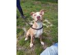 Adopt Draco a American Staffordshire Terrier / Mixed dog in Cambridge