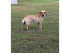 Adopt Maybelle a Tan/Yellow/Fawn - with White Dachshund / Mixed dog in Longview