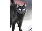Adopt Tiana a All Black Domestic Shorthair / Domestic Shorthair / Mixed cat in