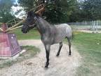 Blue Roan Rocky Mountain stallion