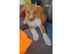 Adopt Jen a Red/Golden/Orange/Chestnut - with Black Border Collie / Mixed dog in