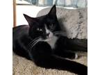 Adopt Achilles a Domestic Mediumhair / Mixed cat in Hamilton, GA (32650042)