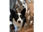 Adopt Soka a Corgi / Border Collie / Mixed dog in Denver, CO (32642935)