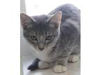 Adopt Jasmine a Gray or Blue (Mostly) Persian / Mixed (medium coat) cat in
