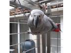 Super tame baby African grey