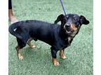 NC-Sparrow Dachshund Young Male
