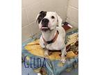 Gilda 119490 Pit Bull Terrier Senior Female