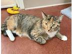 Adopt Rory a Calico or Dilute Calico Calico / Mixed (short coat) cat in Westlake