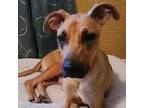 Adopt Jolene a Tan/Yellow/Fawn Great Dane / Pit Bull Terrier / Mixed dog in