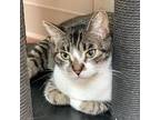 Adopt Jocelyn a Gray or Blue (Mostly) Domestic Shorthair / Mixed (short coat)