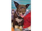Adopt Little Man a Brown/Chocolate - with White Australian Cattle Dog / Pit Bull