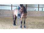Stunning Red Roan Extreme Mustang Makeover Gelding