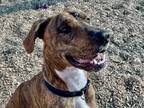 Adopt CAPONE a Brindle - with White Great Dane / Mixed dog in Albuquerque