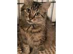 MOMMA CAT (FIV+) Domestic Longhair Young Female