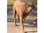 Adopt Roxie a Brown/Chocolate Labrador Retriever / Mixed dog in Arkadelphia